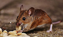 24 Hour & Emergency Exterminators in Univ of VA Med Ctr, VA